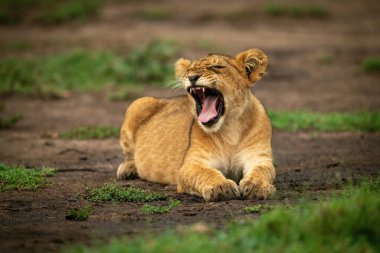 Aslan yavrusu çamurun üzerinde uzanıyor.