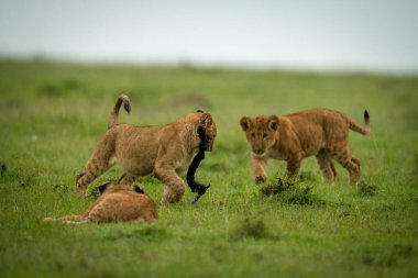 Aslan yavrusu elinde sopayla bir diğerini kovalıyor.