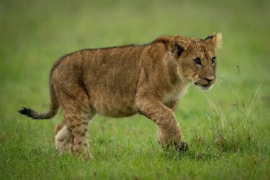 Aslan çimleri aşar, patisini kaldırır ve bakar.
