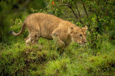Aslan yavrusu tümseğe çömelmiş, dik dik bakıyor.