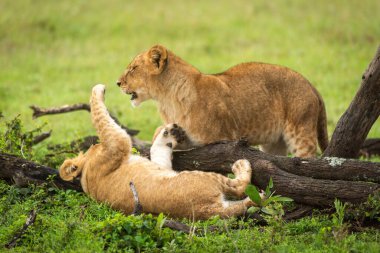 Aslan yavrusu sırtüstü uzanıp başka birini tokatlıyor.