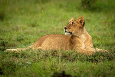 Aslan yavrusu çimenlerde yatar ve bakar.
