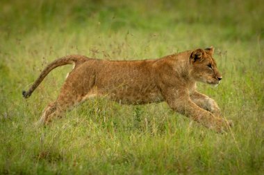 Aslan yavrusu çimenlerin üzerinden doğru atlıyor.