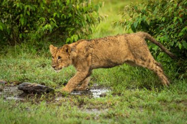 Aslan yavrusu çalılardan kayaya doğru atlar.