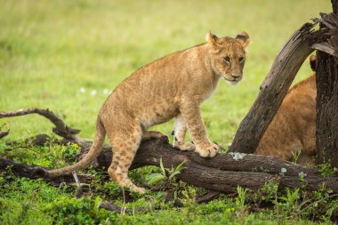 Aslan yavrusu çimenlerde kütüğe tırmanıyor.