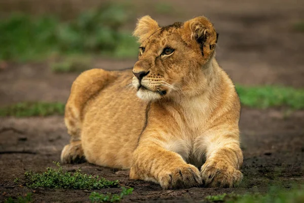 Lion Cub Lies Dirt Looking Left — Stock Photo, Image