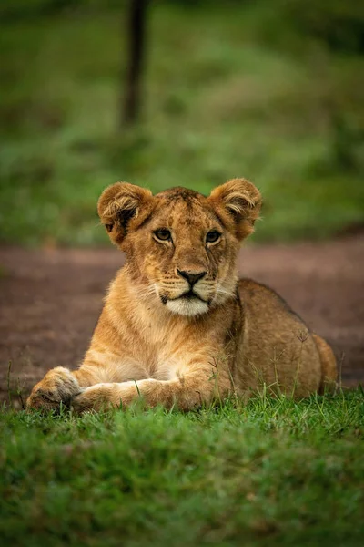Löwenjunges Liegt Gras Und Dreht Kopf — Stockfoto