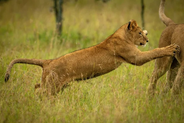 Lion Ourson Saute Sur Mère Dans Herbe — Photo