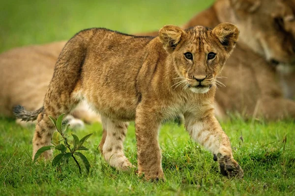 Löwenjunges Überquert Gras Mit Familie Rücken — Stockfoto