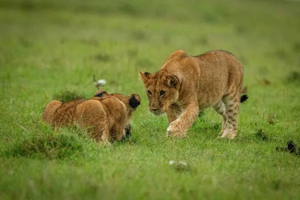 Löwenjunges Kauert Vor Anderem Auf Gras — Stockfoto