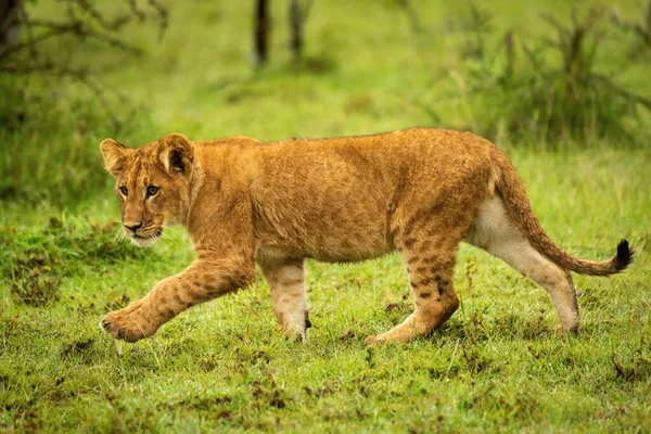 Lion Cub Crosses Wet Grass Lifting Paw — Stock Photo, Image