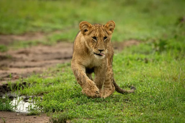 ライオンの赤ちゃんは水たまりの前に短い草を渡り — ストック写真