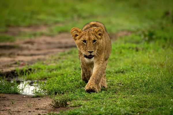 Leone Cucciolo Attraversando Erba Corta Cercando Destra — Foto Stock