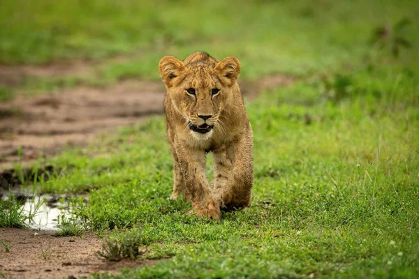 Filhote Leão Cruza Grama Com Pata Levantada — Fotografia de Stock