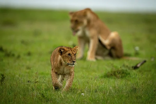 Leeuwenwelp Kruist Gras Met Leeuwin Achter — Stockfoto
