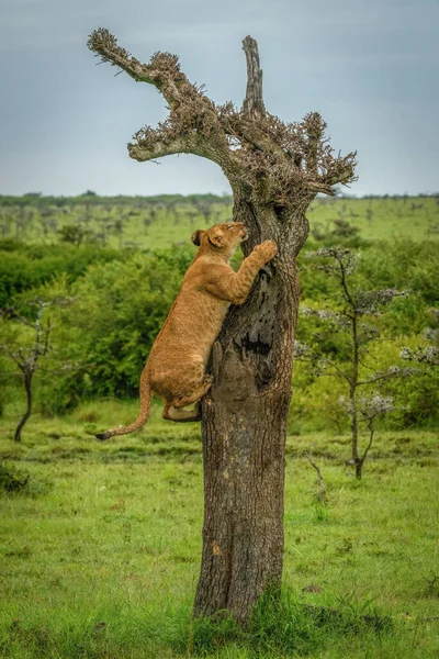 Lion Cub Climbs Dead Tree Grassland — Stock Photo, Image