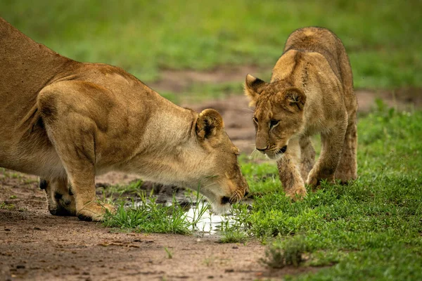 Lví Mládě Blíží Matce Pití Kaluže — Stock fotografie