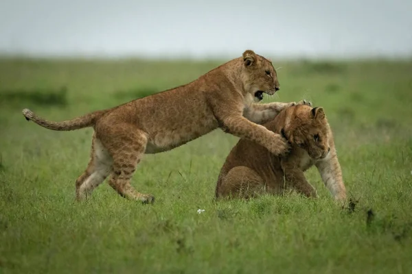 Lion Ourson Attaque Autre Sur Herbe — Photo