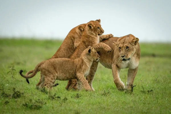 Cubs Jogar Luta Com Leoa Cruzando Savana — Fotografia de Stock