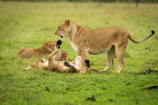 León Cachorro Acuesta Espalda Con Madre — Foto de Stock