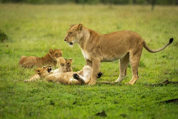 Lion Ourson Repose Sur Dos Près Mère — Photo