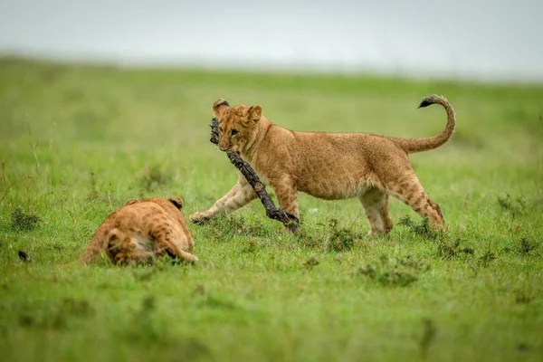 León Ojos Cachorro Otro Caminar Con Palo — Foto de Stock