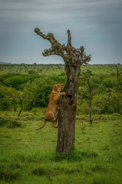 Filhote Leão Sobe Árvore Savana — Fotografia de Stock