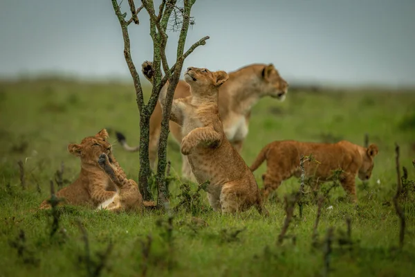 León Cachorro Trepa Arbusto Cerca Otros Leones —  Fotos de Stock