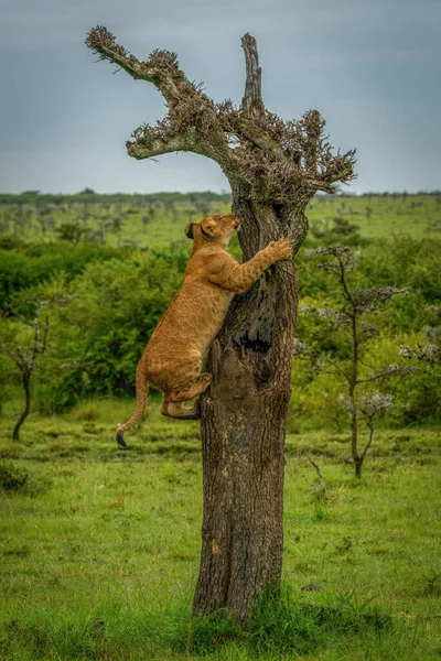 Lion Cub Climbing Dead Tree Savannah — Stock Photo, Image