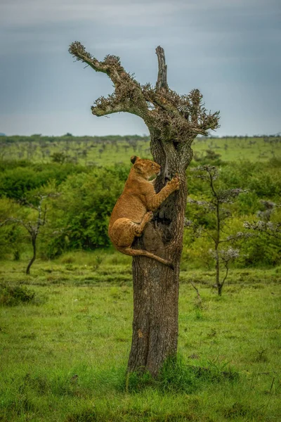 Lion Cub Climbing Dead Tree Savannah — Stock Photo, Image