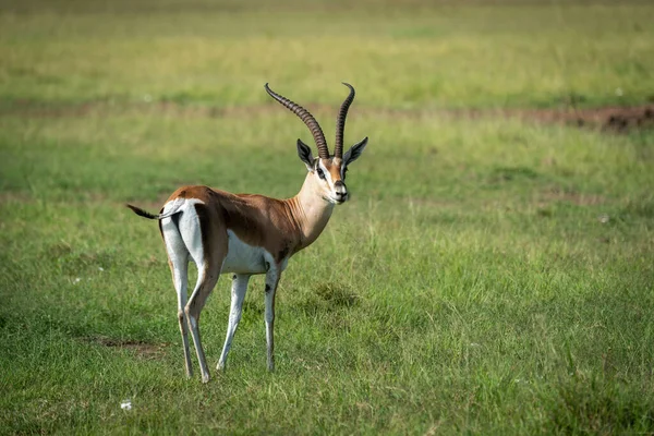 Grant Gazelle Para Girando Cabeza Cámara —  Fotos de Stock