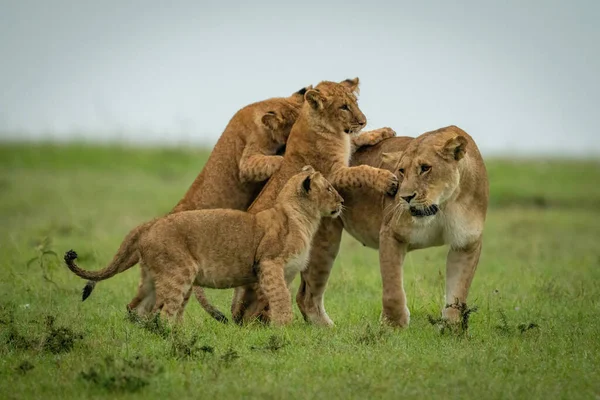 Cubs Jogar Luta Com Leoa Cruzando Pastagens — Fotografia de Stock