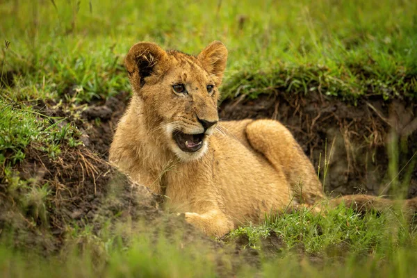 Lion Cub Lies Opening Mouth Ditch — Stock Photo, Image