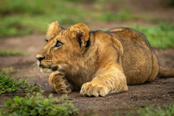 Λιονταράκι Ξαπλώνει Κεφάλι Στο Πόδι — Φωτογραφία Αρχείου