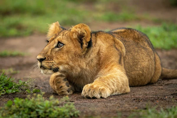 León Cachorro Yace Descansando Cabeza Pata — Foto de Stock