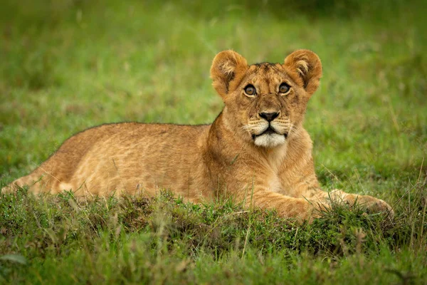 Lion Ourson Trouve Sur Herbe Levant Les Yeux — Photo