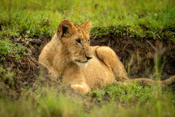 Lion Ourson Trouve Dans Fossé Regardant Droite — Photo