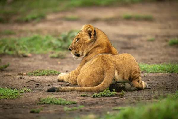 Löwenjunges Liegt Dreck Und Schaut Nach Links — Stockfoto