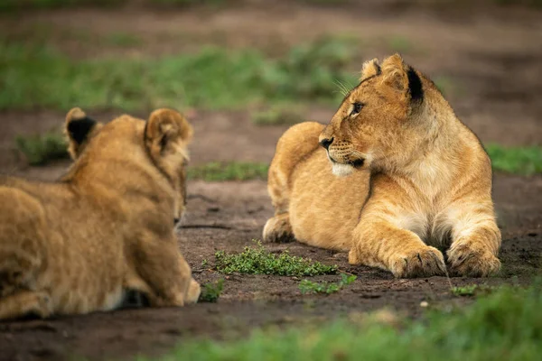 ライオンの赤ちゃんは土の上に横にある — ストック写真
