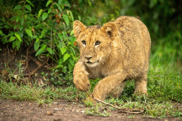 Lion Cub Jumps Bush Lifting Paw — Stock Photo, Image