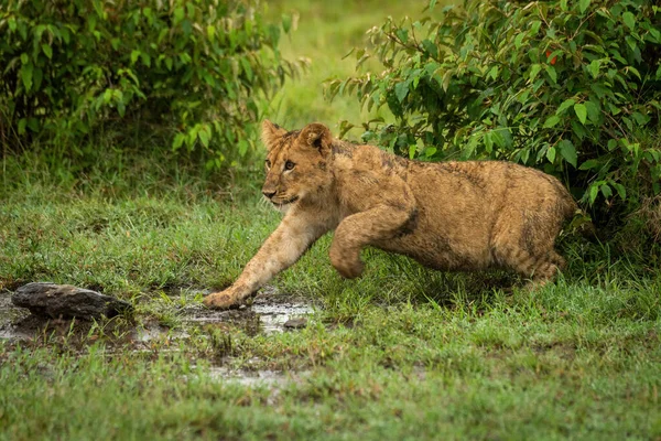 Lion cub jumps out from leafy bushes