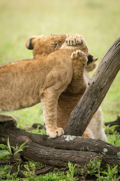 Löwenjunges Packt Anderen Den Hals — Stockfoto