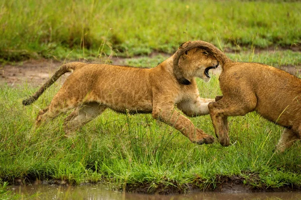 Filhote Leão Persegue Outra Poça Lamacenta Passada — Fotografia de Stock