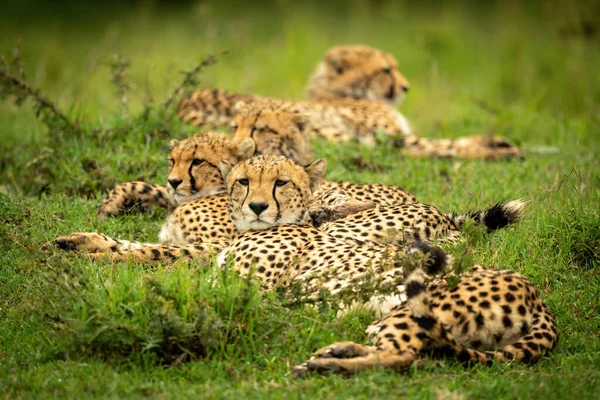Lijn Van Cheeta Liggen Kort Gras — Stockfoto
