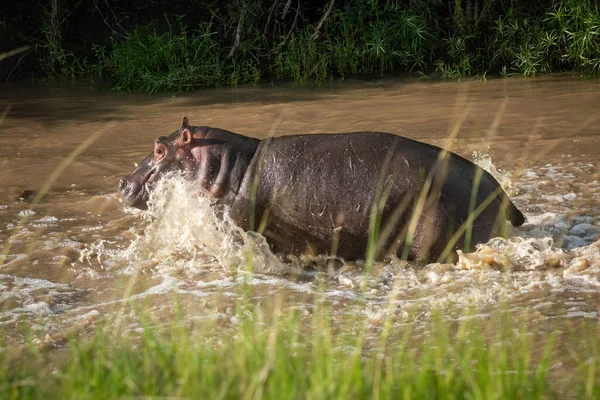 Flodhäst Stänk Genom Lerig Flod Titta Kamera — Stockfoto
