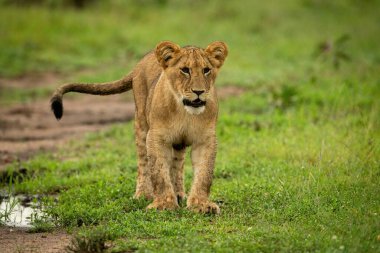Aslan yavrusu çimlerin üzerinde duruyor.