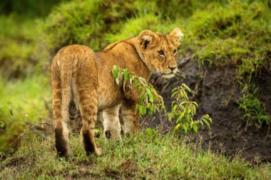 Aslan yavrusu çalıların yanında durup dik dik bakıyor.