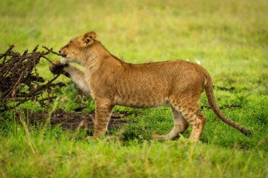 Aslan yavrusu dikeni ısırıyor.