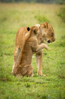 Aslan yavrusu çimlerin üzerinde oturuyor.