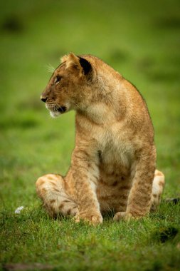 Aslan yavrusu çimenlerde oturur ve sola döner.